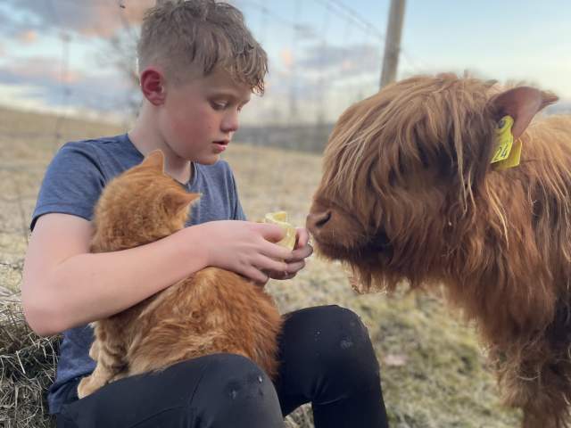 Gutt, katt og kalv på Skåre Gård