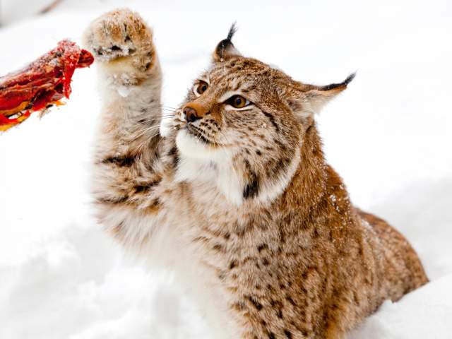 Gaupe i Dyreparken Kristiansand