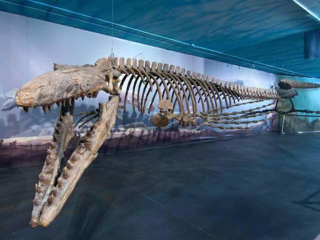 Aurora Fossil Museum
