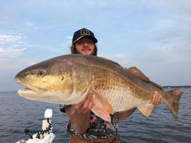 Wonder Picks: Fish IBX