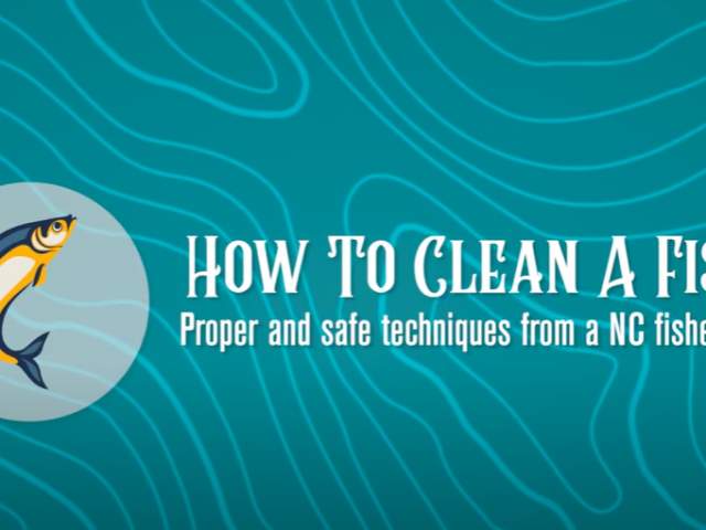 How To Clean Fish: Washington Seafood Trail