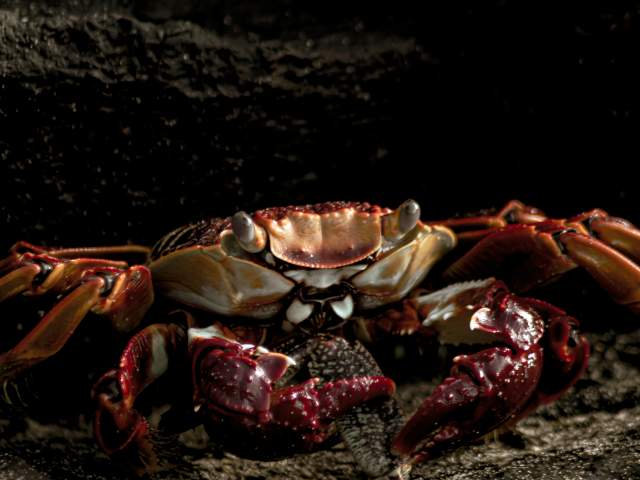 The Lost Traveler - How to Catch Crabs in Washington, NC