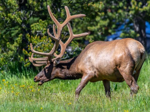 Elk in forest