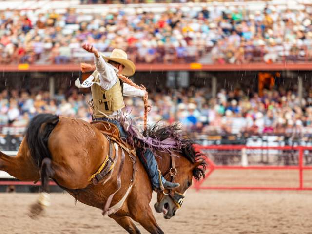 Man competing in saddle bronc in front of a crowd at Cheyenne Frontier Days.