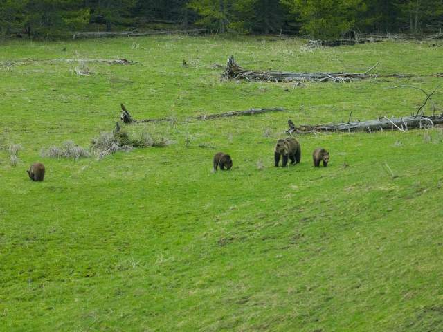 Bears in a clearing in Yellowstone National Park