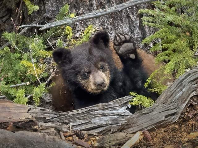 Bear cub in Yellowstone National Park