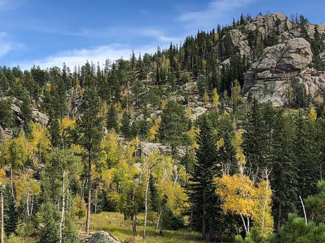 Black Hills National Forest