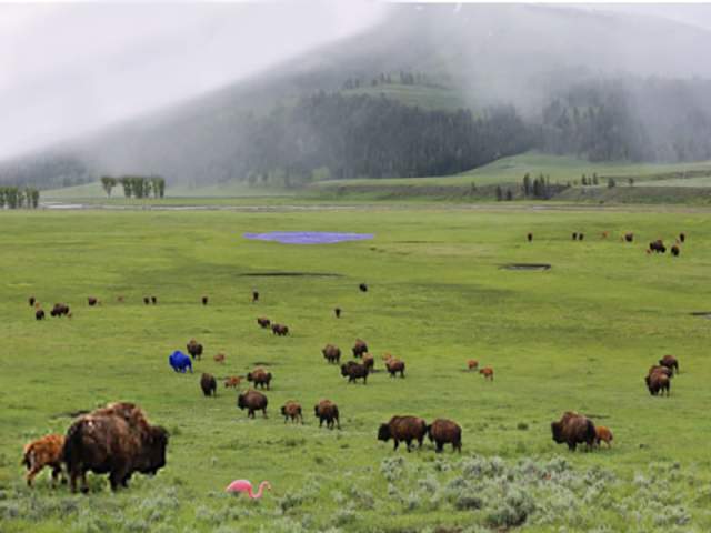 Buffalo spot the difference after