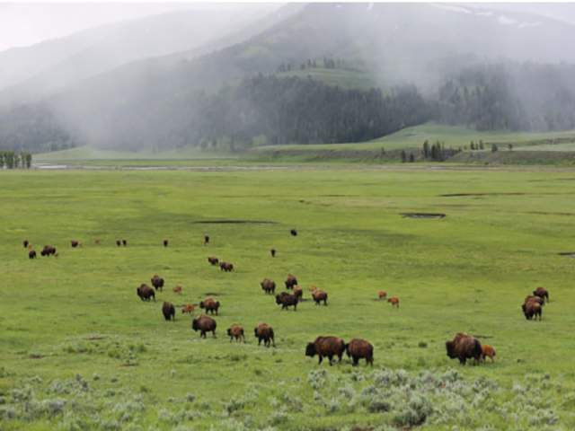 Buffalo spot the difference before