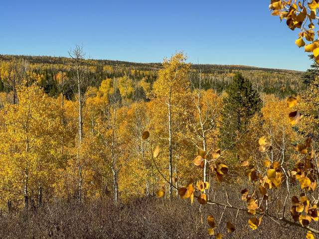 Encampment, WY Fall Foliage of Aspen Trees