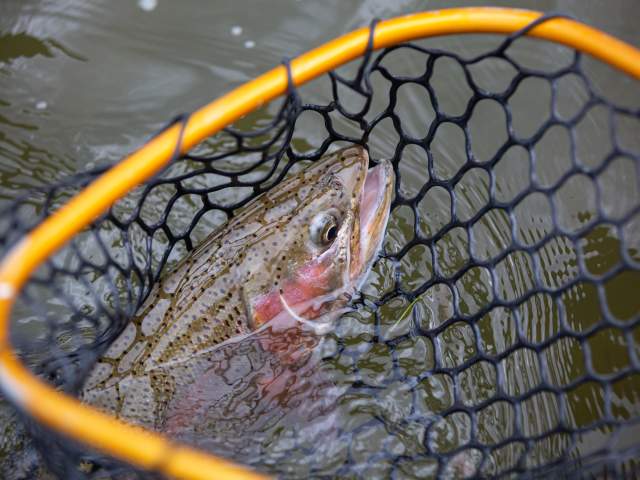 Trout at the Miracle Mile.