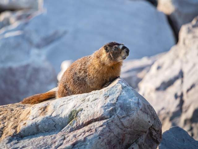Yellow-bellied marmot on a rock in Medicine Bow.