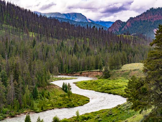The Hoback River winds through a lush valley in the Bridger-Teton National Forest, flanked by green meadows and hillsides of dense evergreens and fire-scarred trees under a moody, clouded sky.