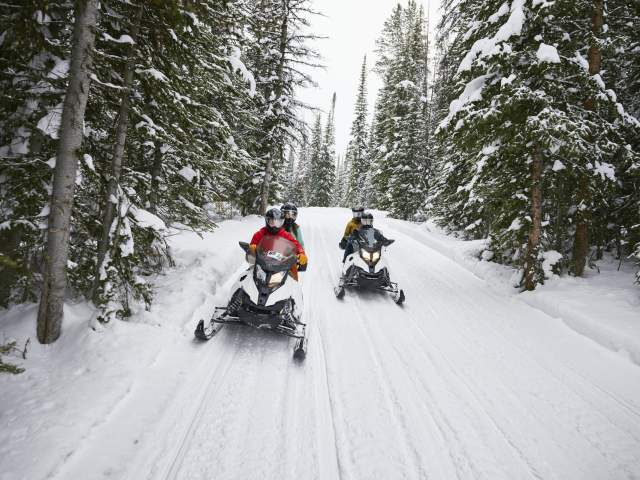 People snowmobiling through the woods.