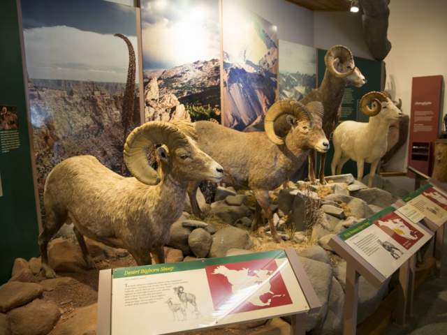 Display of Big Horn Sheep at the National Bighorn Sheep Center, a stop along Wyoming's Continental Divide Trail