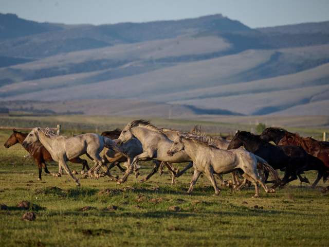 Wind River Wild Horse Sanctuary