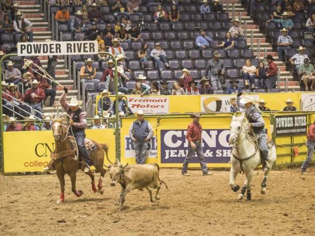 Cowboys lasso a calf during Team Roping at a Rodeo in Lander.