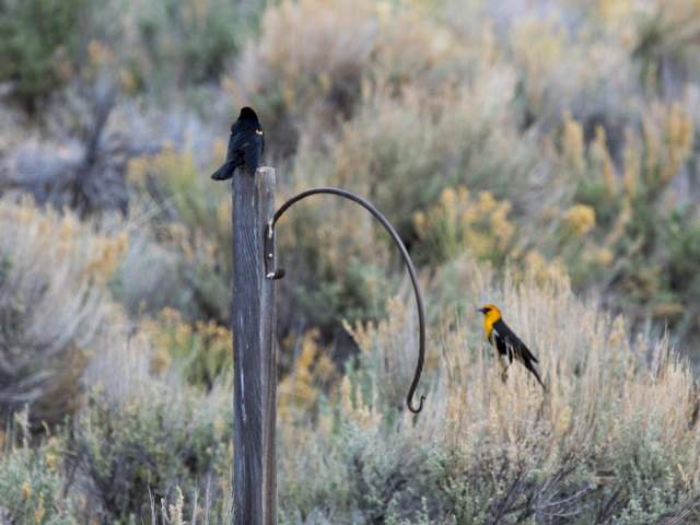 Two birds in a field at Seedskadee National Wildlife Refuge.