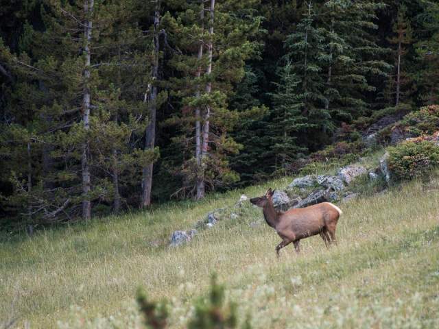 Bighorn Mountains deer walking in meadow