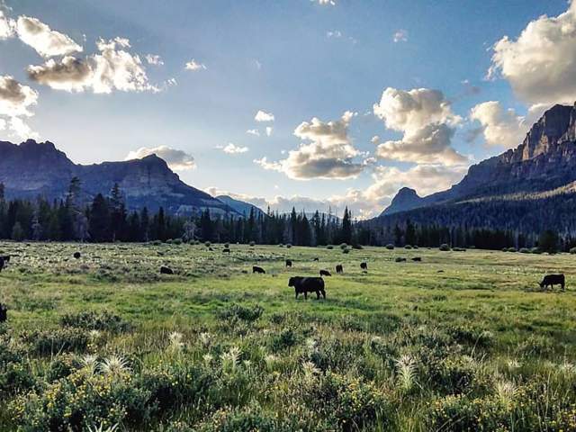 Shoshone National Forest