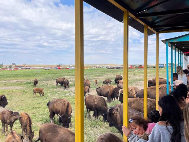 View of the Bison herd during the train ride at Terry Bison Ranch