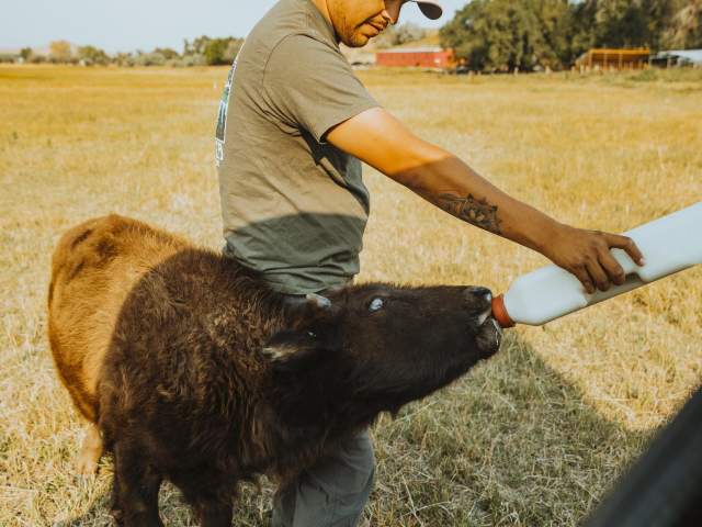 Wind River Tribal Buffalo Initiative