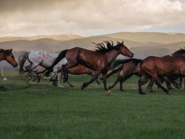 wild horses running in grassy field amongst hazy background