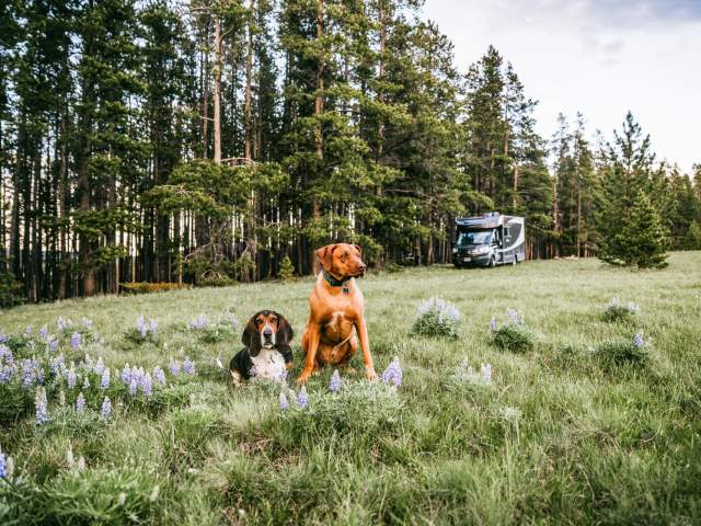 Two dogs in a meadow with woods and an RV in the background.