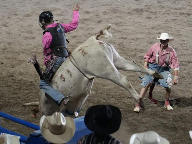 Bull riding in the rodeo