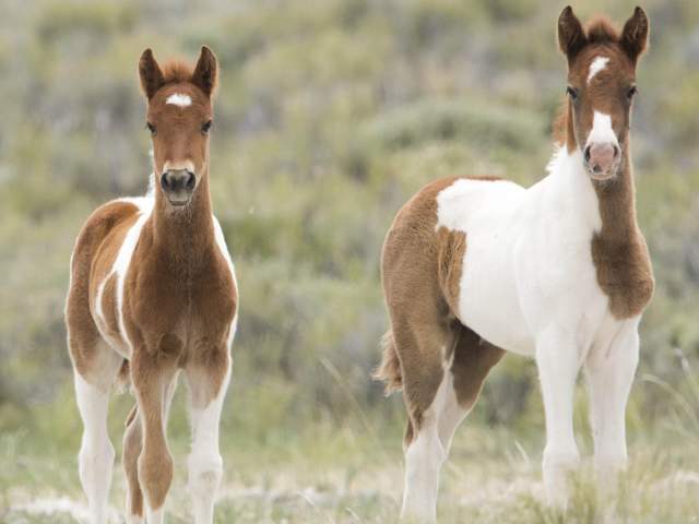 Two Wild horses in Red Desert