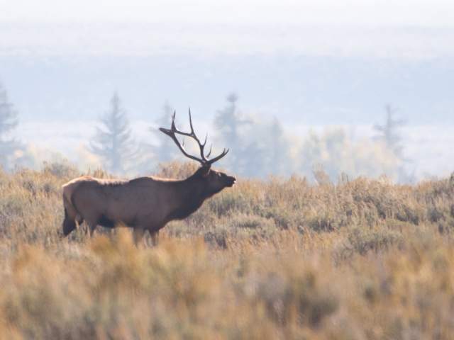 Elk walking in a field near Dubois, WY.