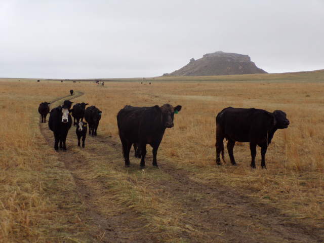 A herd of cattle, including a young calf, moves along the Western Cattle Trail through open grassland.