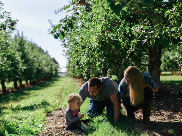 Belliveau Orchard