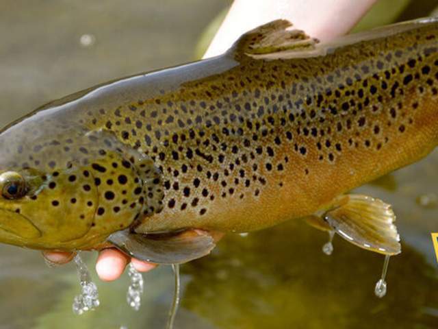 Learn to Fish: Fly Fishing with PFBC