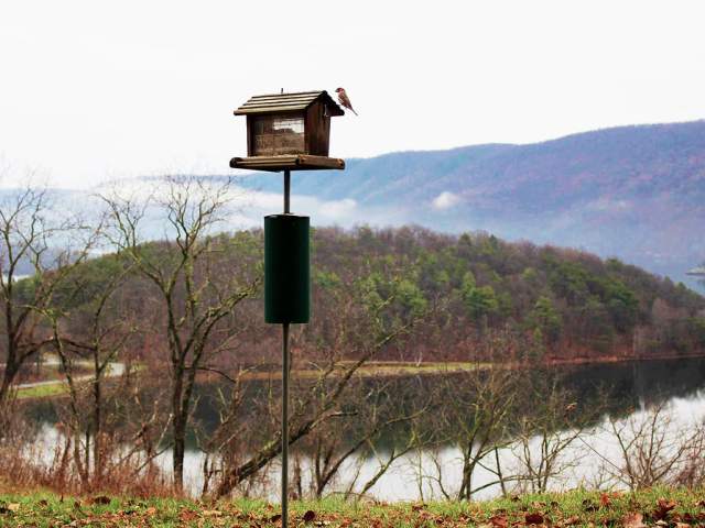 Intro to Birdwatching