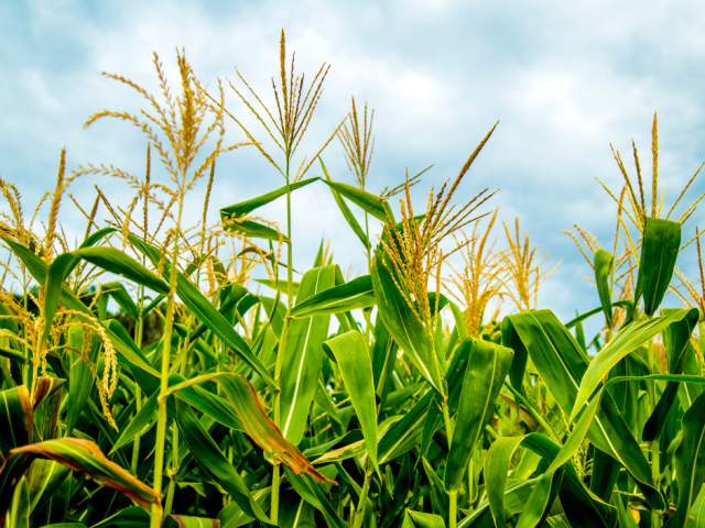 45th Annual Shippensburg Corn Festival