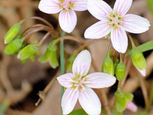 Flower Walk: Spring Arrivals