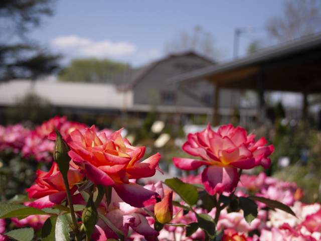 Ashcombe Farm & Greenhouses