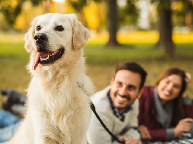 Dog Days at the Garden
