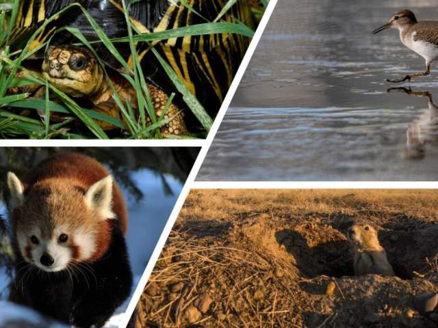 Burritt Nature Rangers Spring Camp Wild Journey: Exploring Animals and Their Homes