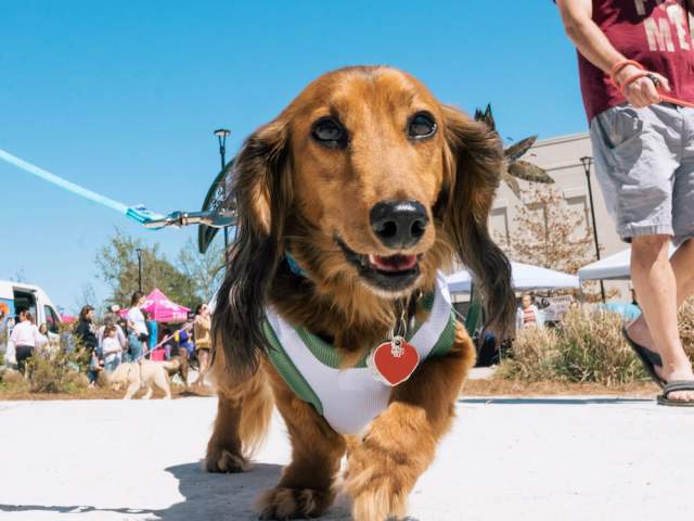 Pup Palooza Benefitting Greater Huntsville Humane Society