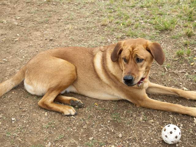 City of Huntsville Dogspot