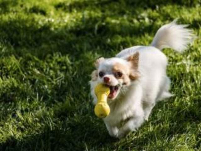 Creekwood Park Dog Spot