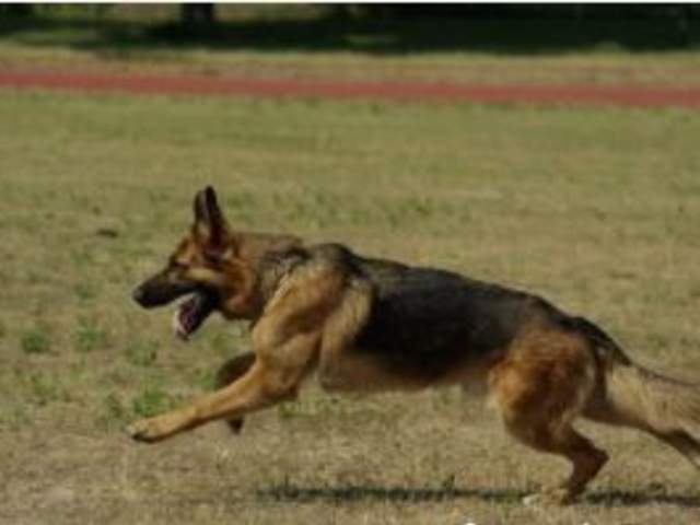 Hampton Cove Dog Spot