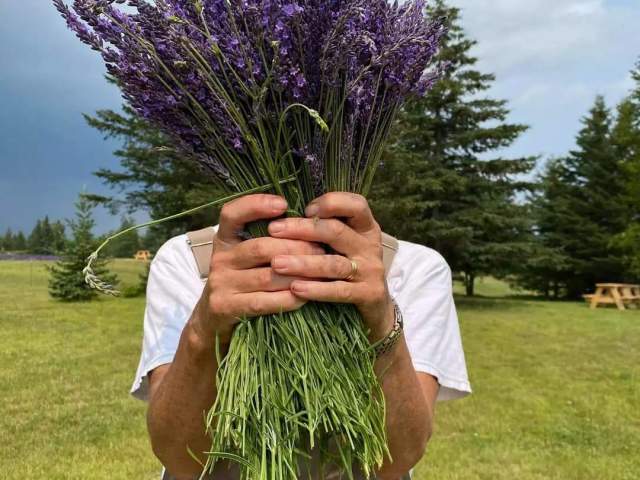 Lavender at Ocean Breeze Farm