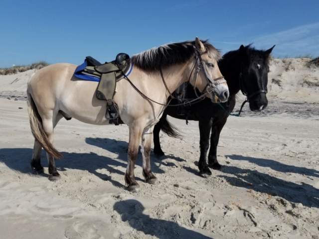 Hatteras Island Horseback Riding