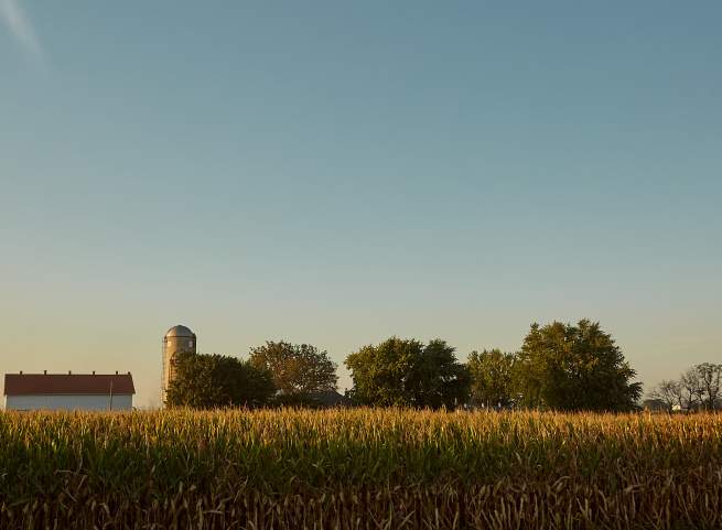 wheat fields