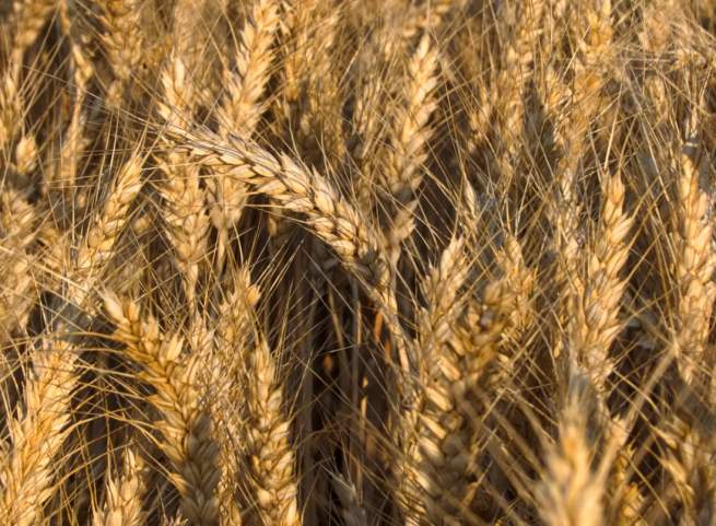 wheat
