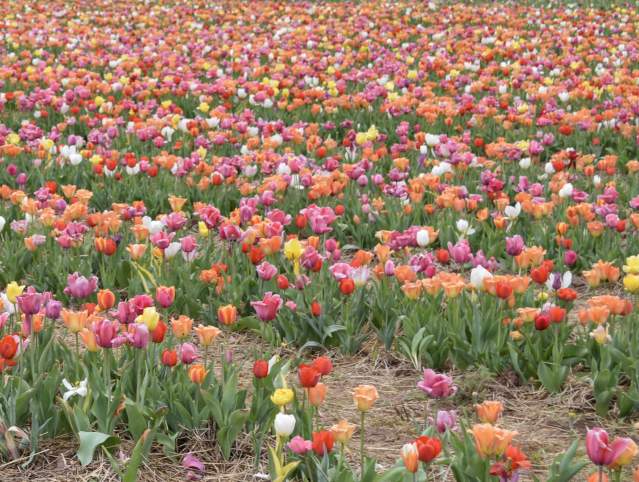 a field of red, yellow, pink and purple tulips with a white barn in the background