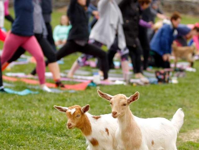 People doing yoga outside with goats